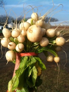 Easy Milk Turnips Eckerton Hill Farm